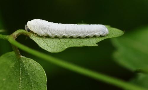 Monophadnus spinolae